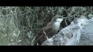 Chiricoca / Crag chilia / (Ochetorhynchus melanurus)