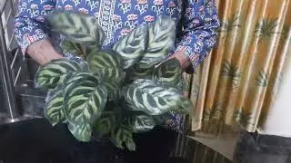 Calathiya peacock plant 