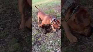 Boerboel Male Scent Marking #shortsfeed #boerboel #doglover