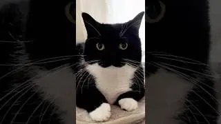 I'm Uni! :3  #catsofyoutube #cat #cutecat
