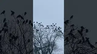 Birds relaxing on the tree in mid January