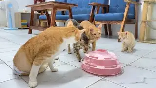 This Toy Has My Cats CONFUSED 😂5 Cats, 1 Toy, Zero Brain CellsThe Council of Cats Has Gathered 