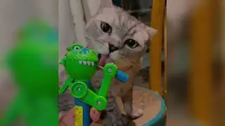 This Cat Is a Born Comedian &ndash; Watch Him Make Everyone Laug