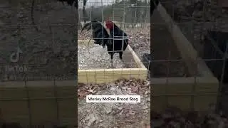 Worley McRae Brood Stag