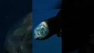 Barreleye Fish: The Deep-Sea Enigma with a Transparent Head & Alien Eyes 🌌👽