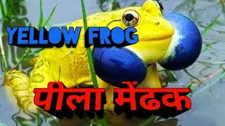 YELLOW FROG | पीला मेंढक | दुर्लभ प्रजाति के पीले मेंढक | Indian Bullfrog | Rare Species Of Frogs