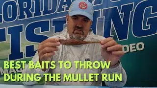Best Baits to Throw During the Mullet Run
