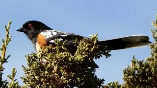 Spotted Towhee Bird - Breeding Song ♫