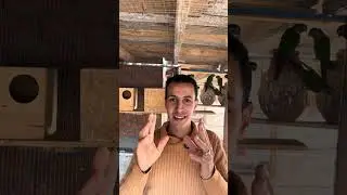 تربيه الجرين شيك جماعى👍❤️