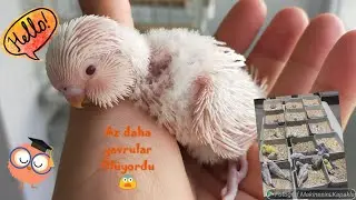 YUVALIK KONTROLU 65 YAVRU 😍 VE ÜVEY ANNE BABA . YAVRU YUMURTA KAYDIRMA