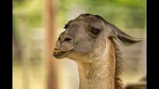 Wildtierpark Hambach