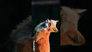 Fox 🦊🦊🦊                #clever #wild #animallover #relaxing #8k #unique #peaceful #fox