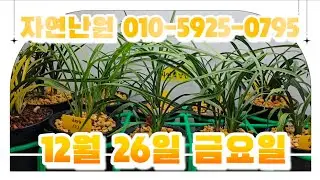 [12월 26일] 보생지화, 유향종, 입변색화, 입변, 호피반, 색화기대품, 아롱반, 삼성접, 금두, 자신전, 금광금 총 13개체입니다♡