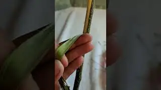 Part 1 Making Mimosa Tinctures Appalachian Holler Crawlers