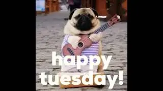 Cute PUG| Happy Tuesday (Gif) |GIF Media