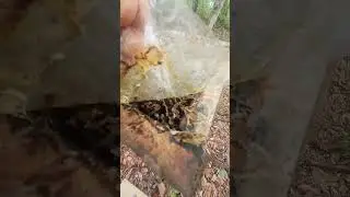 check honey and stingless bee brood cells in the hive #shorts #kelulut #stinglessbee