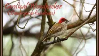 Cardinal  Woodpecker.wmv