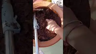 Compost Magic #compost #howtomakecompost