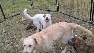 GaDaH - CASPER, CHLOE, TUCKER & CLARA-B enjoy a day out of the kennels at PnP - November 28, 2025