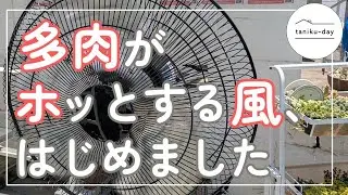 山善の工場扇🌀大きな扇風機がやってきた！🌱多肉の夏支度スタート