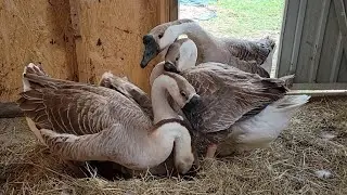 Attack of the Geese! 🪿 #goose #attack
