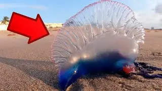 10 Animals You Dont Want To Mess With