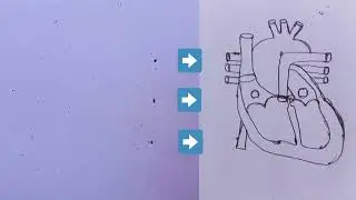 9 dots so easy human heart diagram 