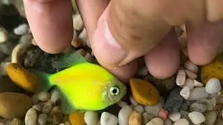 My Green GloFish Got Sick 😢 || How I Helped My Pet Fish Recover