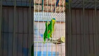 #amazon_parrot #bird_lovers #toking_birds #shorts #cute_bird #birds Viral Tending