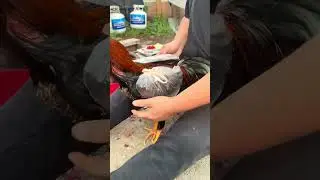 Patha ntxua Qaib nawb
