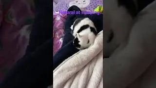 Natural at sleeping&hellip;