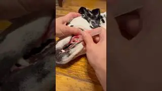 ❌Teeth Cleaning at Home❌