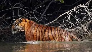 3 ,BABA BUDHAN PARVAT KA ADAMKHOR FINAL PART 3 #animals #tiger #hunting #story #Kenneth Anderson 