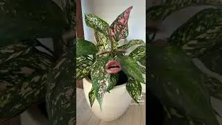 Me being hyped up by my houseplants 😂