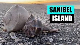 Sunrise island adventure. Sanibel was really nice to me!
