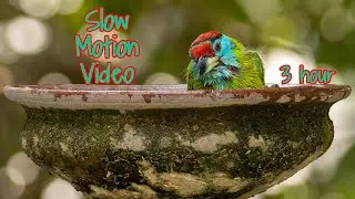 || Birds of Nepal || Bird watching in Nepal || 3 hours of slow-motion video ||