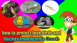 How to protect love birds and finches from lizard's in తెలుగు