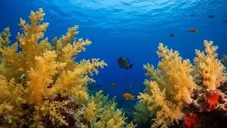 Gentle Underwater Sounds with Calming Waves for Mind and Body Restoration