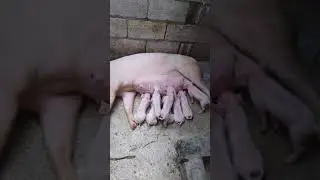 Mother Pig a few Days after giving birth.
