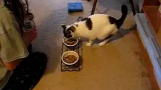 20090525 Squawks 01
