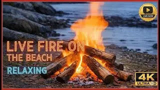 LIVE Fire on the Beach 🔥🌊 | 3 Hours of Relaxing Campfire Sounds in 4K Ultra HD