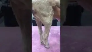 Treating paresis (partial paralysis) -patient was unable to stand before first treatment