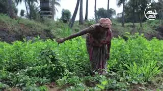 Mulberry Trees For Silk Worms | Silk Production | Sericulture | Sourceofsustenance