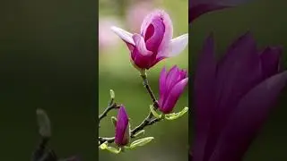Champak flower/Magnolia champaca #champakflower #magnoliachampaca #naturelovers #flowertypes