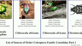 List of Insects of Order Coleoptera Family Cetoniidae Part 1 chlorocala cyprolais dilochrosis atra