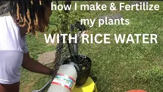 How I make natural Fertilizer using RICE WATER #naturalfertilizer