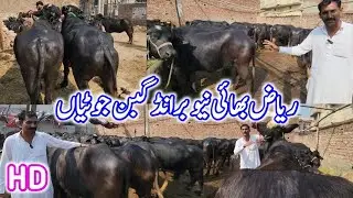 Pakistan's Best Gabban Jhotian Farm | Nili Ravi Buffalo Farming | Dairy Farming | Riaz Cattle Farm 