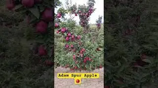 Adam spur Apple #delicious  #apple