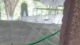 #daily routine #backyard  pig farming # pig Chodie TV is live!
