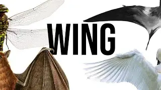 What Exactly Is: Wing | Evolution, Structure, Mechanism, and Variation